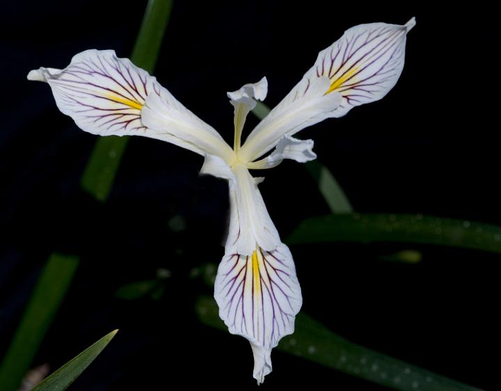 Siskiyou Iris, Iris bracteata 3091.jpg